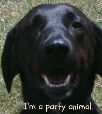 Gabe Party