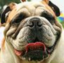 Buldog angielski 000pl