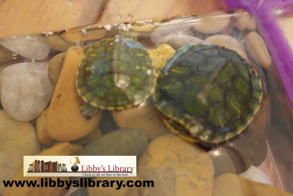 Turtles 1