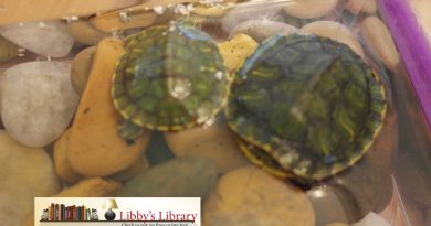 Turtles 1