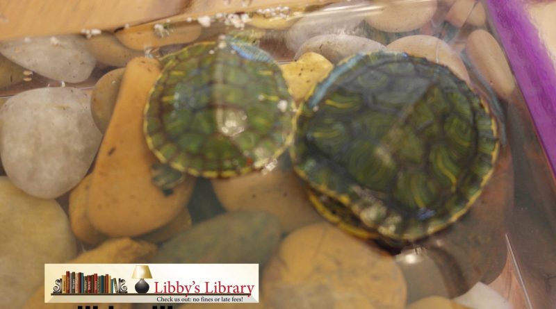 Turtles 1
