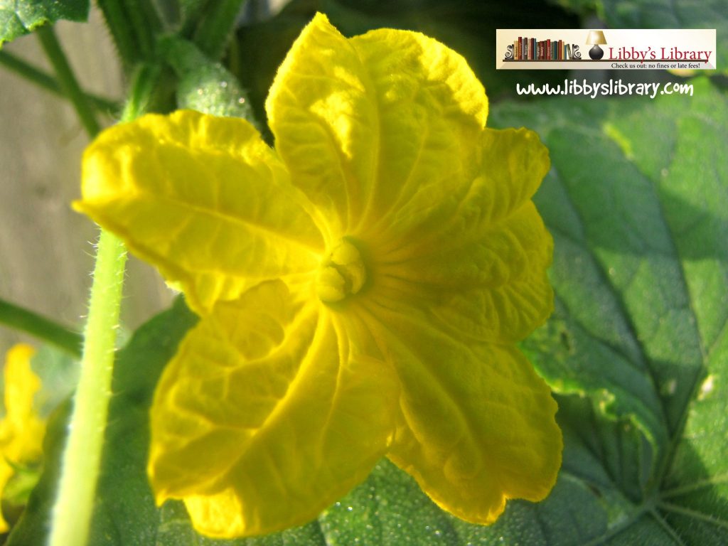 Cucumber Blossom Macro
