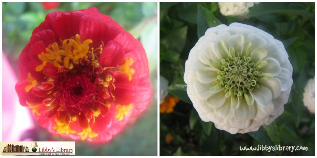 Zinnia Collage