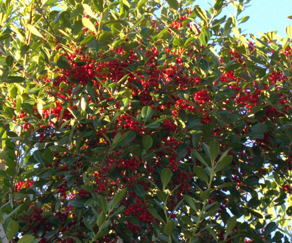 East Palatka Holly Berries