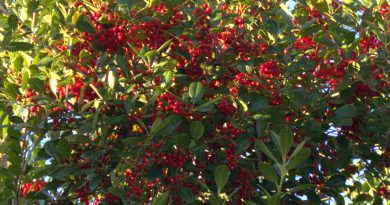 Holly Berries