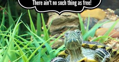 No Free