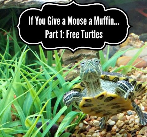 Turtles Image Button