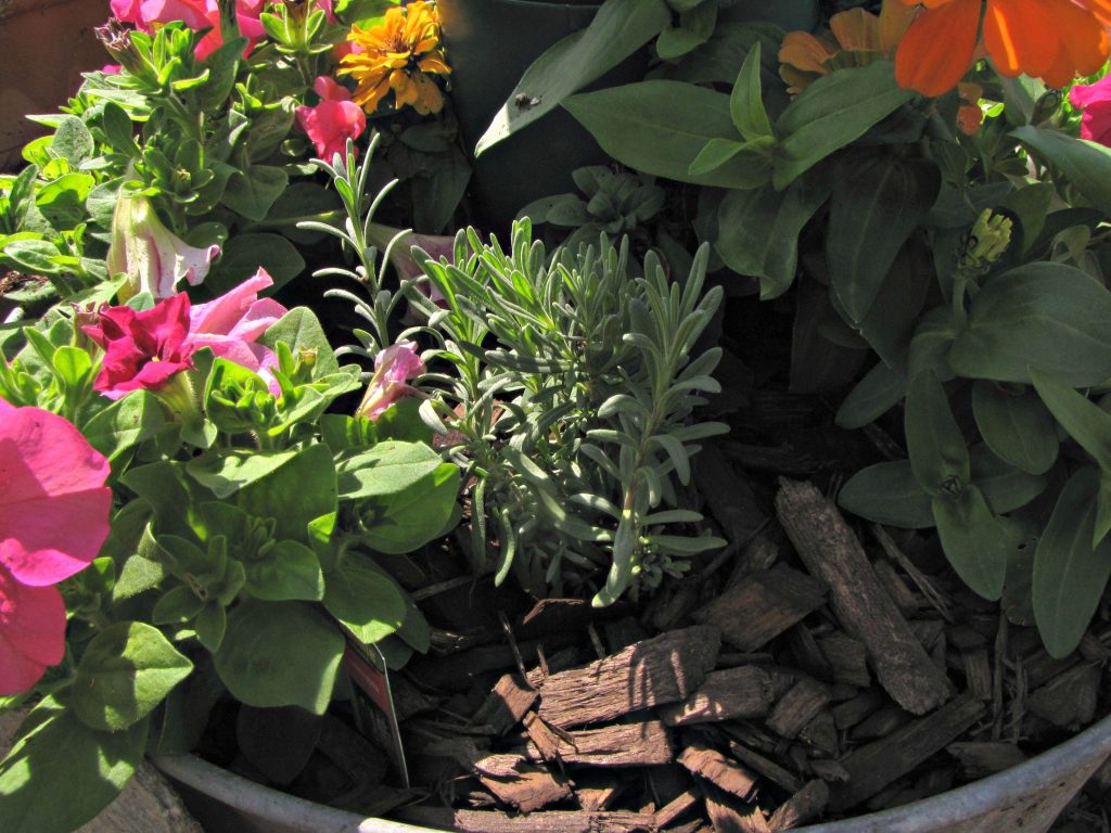 Garden 14