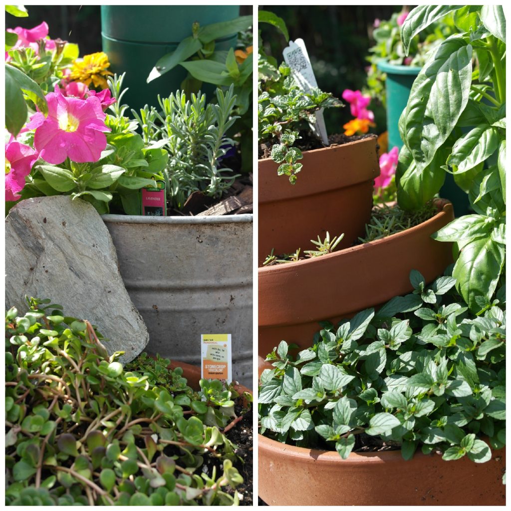 Garden 3 Collage