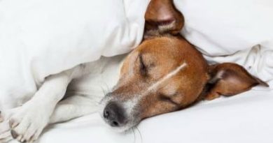 PSS Dog Sleeping