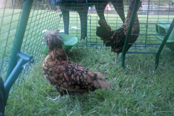 Meet The Girls Enjoying Their Eglu Go Up Chicken Coop Beautiful