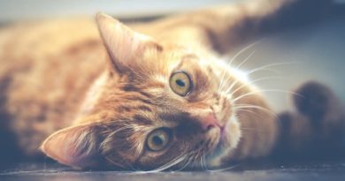 Cat FI