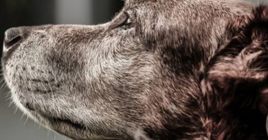 Dog Feature Image