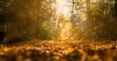 Fall Feature Image