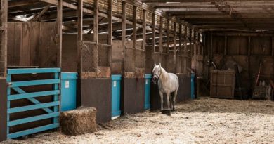 Affordable Barns for Your New Horse