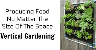 Vertical Gardening Feature Image