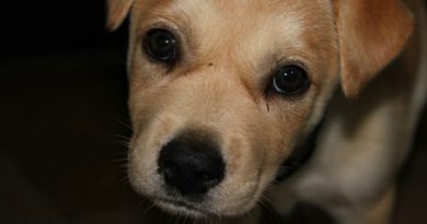 Pet Anxiety Feature Image