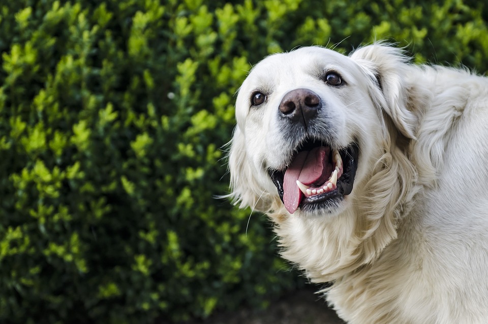 What Every Dog Owner Needs To Know About Separation Anxiety