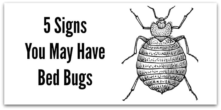 5 Signs You May Have Bed Bugs - Beautiful Touches