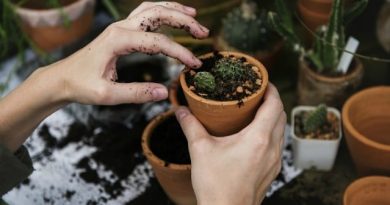Gardening Feature Image