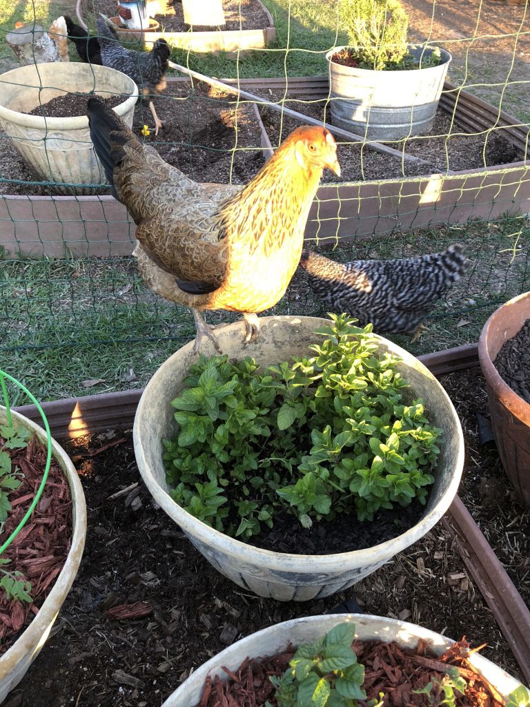 Today on the Funny Farm - Gardening and a New Coop