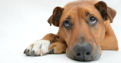 Sad Dog Feature Image