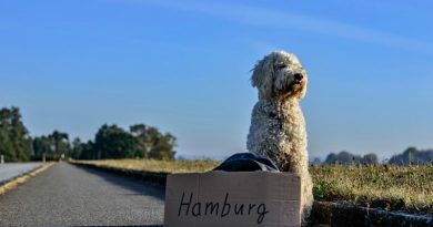 Traveling with Dogs Feature Image New