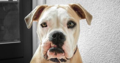 When Domestic Animals Overstep Boundaries