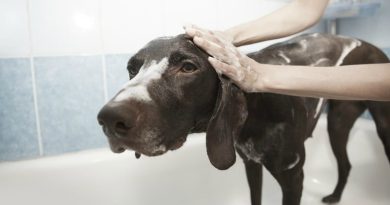 Dog Shampoo Feature Image New