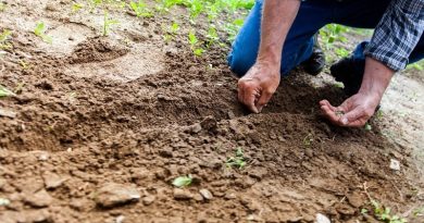 seeds germination