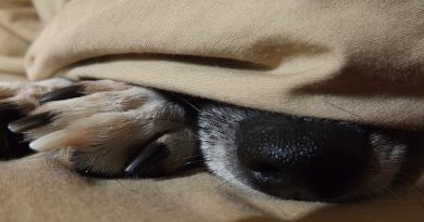 Older Dog FI