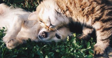 Dog and cat snuggling in the grass - Helping Your Pets Live a Happier, Healthier Life