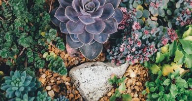 succulents 1030982 960 720