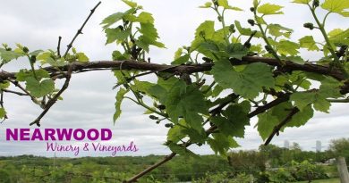 Nearwood Winery and Vineyards Feature Image