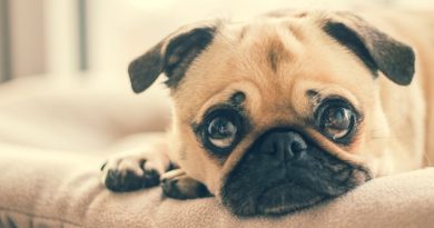 Are you Ready to Get a Dog?