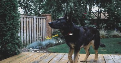 Dog on Deck in Backyard