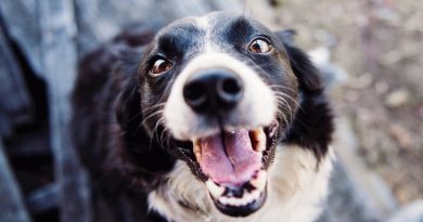 Happy Border Collie - How To Train a Dog Effectively