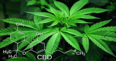 Marijauna Plant with Molecular Formula - What You Should Know about the Real Benefits and Advantages of CBD Oil