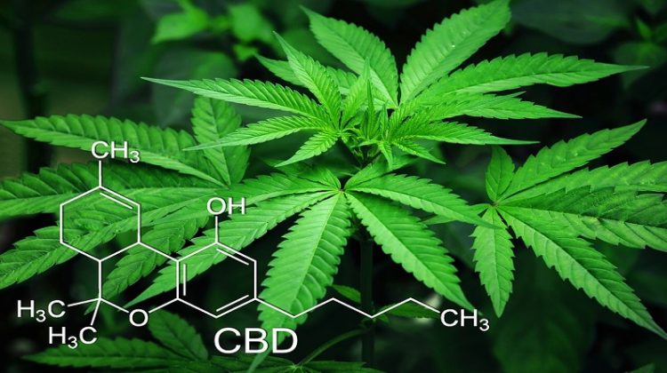 Marijauna Plant with Molecular Formula - What You Should Know about the Real Benefits and Advantages of CBD Oil