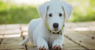 White Lab Puppy - Can You Have A Dog When You Work Full-Time?