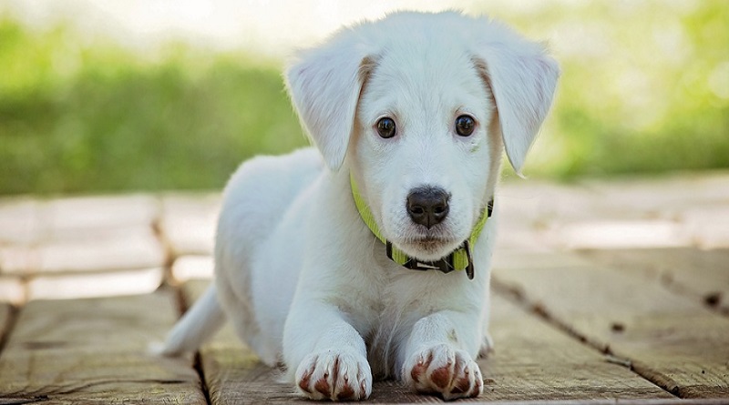 White Lab Puppy - Can You Have A Dog When You Work Full-Time?