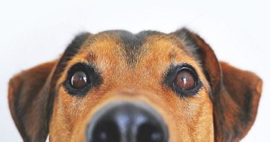 Brown Dogs Face - 5 Things to Consider Before Getting a Dog