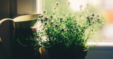 Plant in table in front of window - House Plants