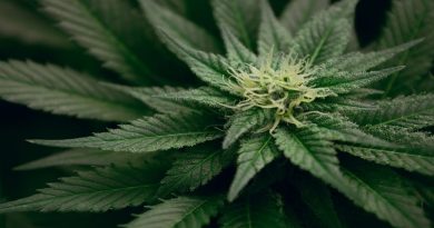 Cannabis