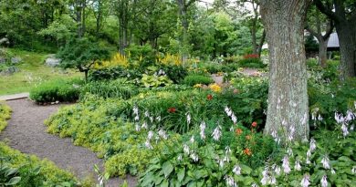 Lush Garden with Paths and Large Trees - Yard Trees