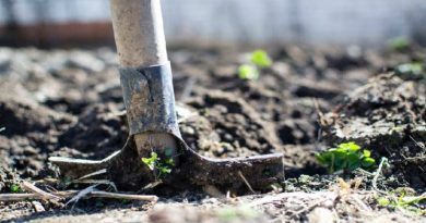 Shovel in dirt - The Top Backyard Farming Tips for Great Homegrown Organics