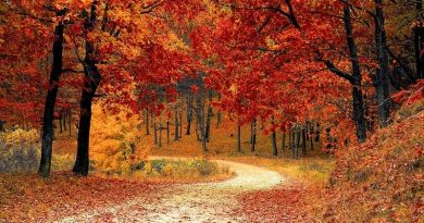 Fall Trees - 4 US Regions to Visit this Fall