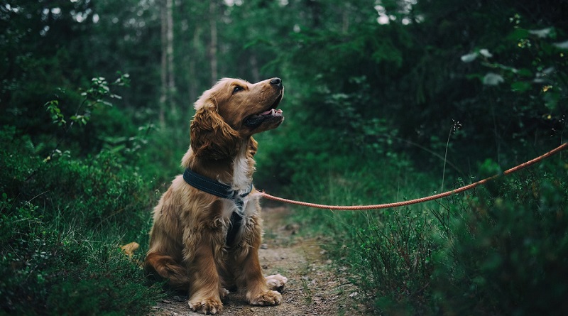 Puppy on Leash - 4 Things Your Home Needs Before You Get A Dog