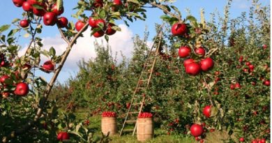 Small Apple Orchard - 9 Profitable Crops for Small Farms