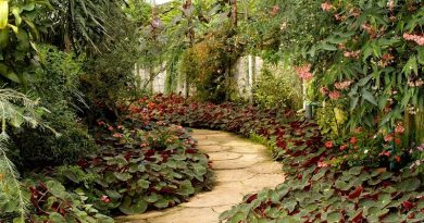 Backyard Garden with Winding Path - Stunning Gardens and Beautiful Homes